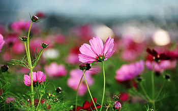 Plants, Flowers HD wallpaper