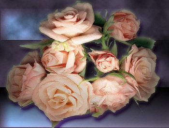 Silken Roses, bouquet, roses, silk HD wallpaper