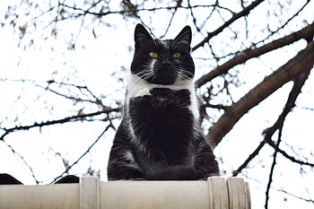 Animals, Cat, Fat, Thick, Sits, Is Sitting, Satisfied, Content HD wallpaper