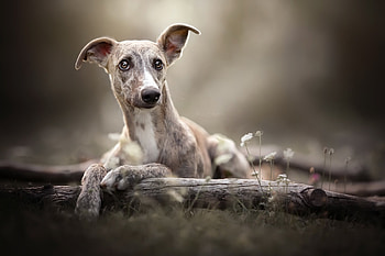 Whippet , Pet dog, Mocah , Speed and elegance HD wallpaper