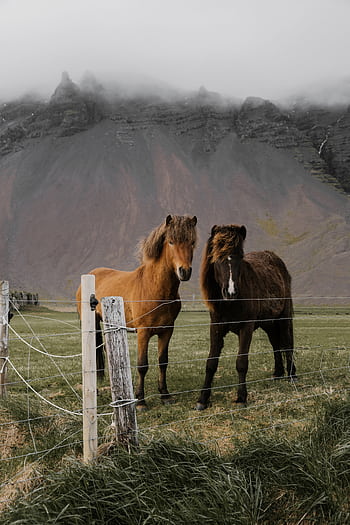 Two Icelandic horses stand by a fence in a lush green pasture with mountains in the background. HD phone wallpaper