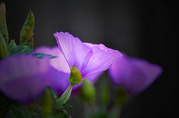Close up, bloom, blue flowers, portrait HD wallpaper