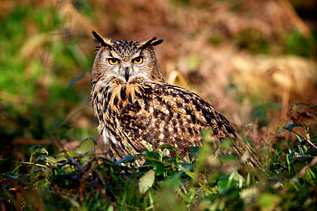 Animals, Owl, Bird, Predator, Hunt, Hunting HD wallpaper