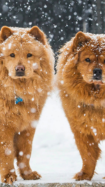 Chow Chow dogs , 8 Plus, background HD phone wallpaper