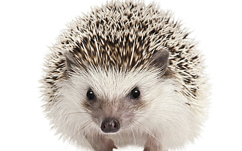 Animals, Muzzle, Eyes, Hedgehog, Mammals HD wallpaper