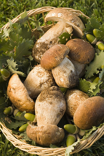 Pilze sammeln, Erkennungszeichen Tipps, Galileo, Mushroom hunting advice HD phone wallpaper