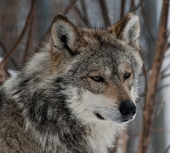 Animals, Muzzle, Predator, Grey, Wolf, Beast HD wallpaper