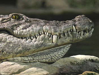Great Barrier Reef Salt Water Crocodile, salty, croc, australia, largest HD wallpaper