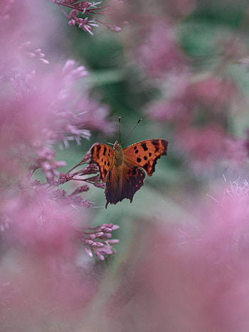 Flower, Macro, Blur, Smooth, Insect, Butterfly HD phone wallpaper
