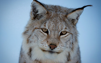 Animals, Iris, Predator, Wild Cat, Wildcat HD wallpaper