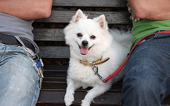 Animals, Dog, Muzzle, Leash, Small, Petite, German Spitz HD wallpaper