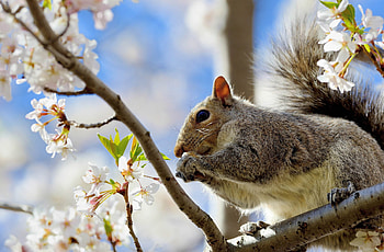 Gray-squirrel, Gray, rodent, Animal, squirrel HD wallpaper