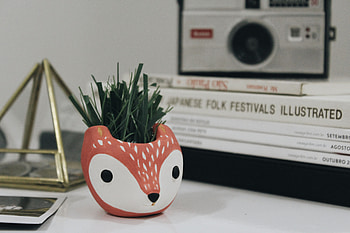 Grass, Fox, Miscellanea, Miscellaneous, Table, Vase HD wallpaper