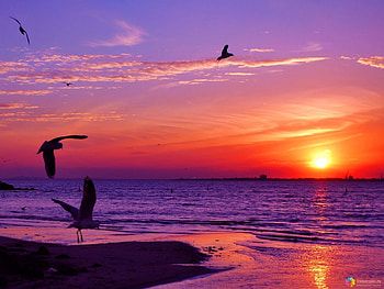 Landscape, Sunset, Sea, Seagulls HD wallpaper