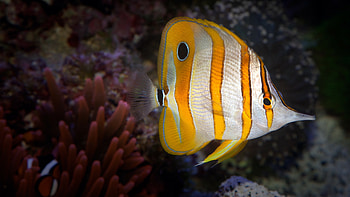 Chelmon rostratus, Coral Reefs HD wallpaper