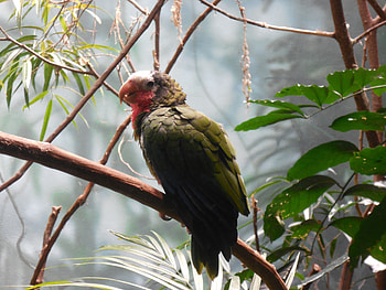 Woodpecker , woodpecker, birds HD wallpaper