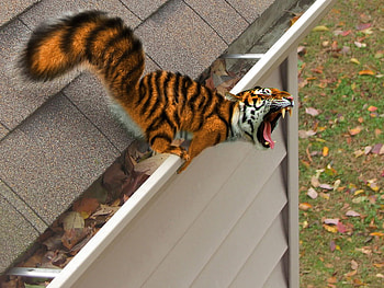 Squiger, teeth, animal, roar, tiger, fangs, abstract, cg, squirel, funny, vicious, comical HD wallpaper