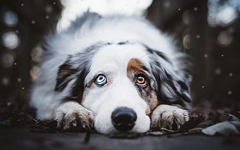 Waiting, animal, dog, white, australian shepherd, cute, eyes, paw, caine, pet HD wallpaper