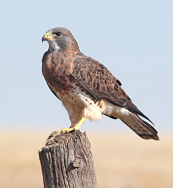 Raptor bird perched on a wooden post, showcasing its keen hunting gaze and vibrant plumage. HD phone wallpaper