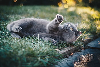 Adorable grey cat playing on grass in a sunny outdoor garden setting. Perfect for animal lovers. HD wallpaper