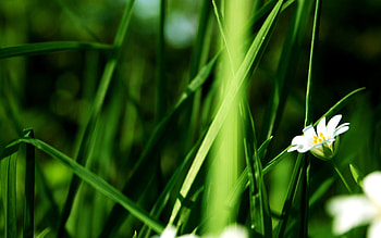 Green, sama, chan, mayu, iza HD wallpaper