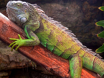 Big Ben, green, reptile, up close, large, lizard, tree HD wallpaper