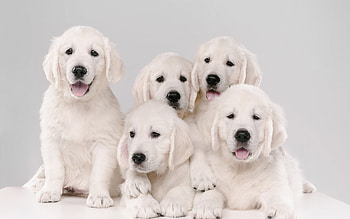 Puppies, animal, dog, white, puppy, cute, pet, golden retriever, caine HD wallpaper