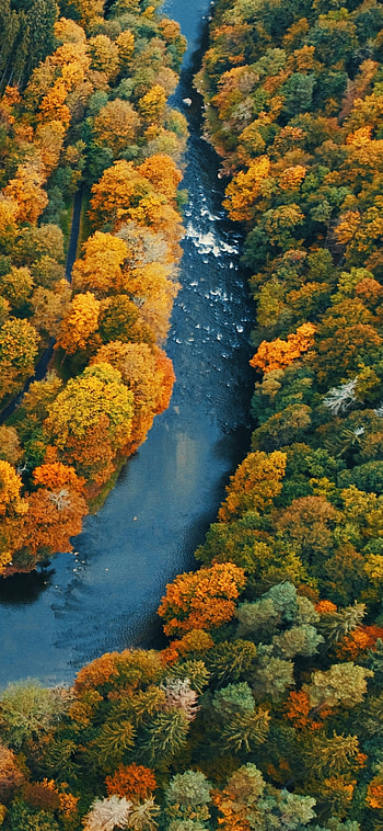 nature, forest HD phone wallpaper
