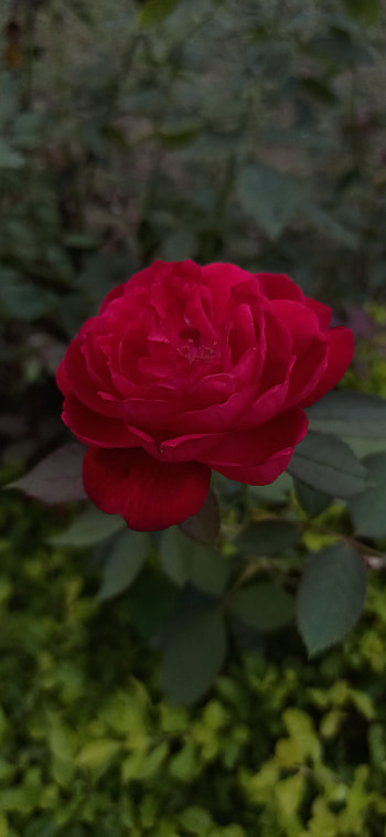 rose, artistic, flower HD phone wallpaper