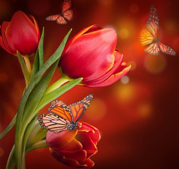 Flowers & Butterflies, butterflies, flowers, tulips, red HD wallpaper