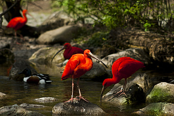 Animals, Nature, Birds, Water, Trees, Stones, Moss, Creek, Brook, Ibises, Ibis HD wallpaper