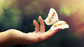 beautiful butterfly, palm, color, butterfly, light, fingers, hand HD wallpaper
