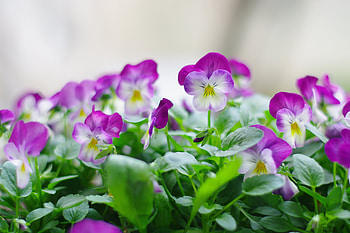 Flowers, Pansies, Close-Up, Greens HD wallpaper