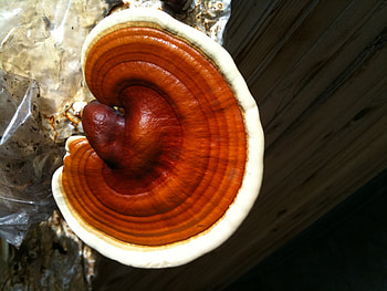 Reishi mushrooms, Medicinal properties, Lingzhi mushrooms, Health benefits HD wallpaper