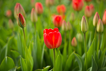 Flowers, Flower, Bud, Tulip HD wallpaper