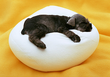 Puppy, dog, animals, cute, funny, adorable, pet HD wallpaper