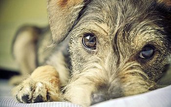 Animals, Dog, Muzzle, Eyes, Puppy HD wallpaper