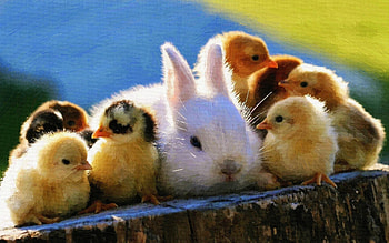Chicken graphy, , High-quality , Stunning avian visuals HD wallpaper