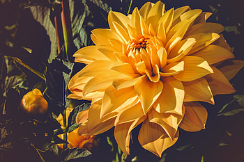Flowers, Bud, Bloom, Flowering, Dahlia HD wallpaper