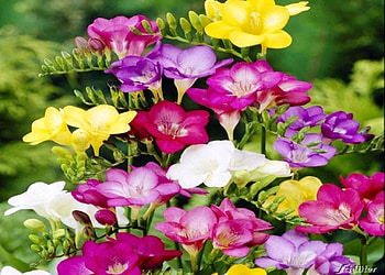 Colorful sia, colorful, white, spring, purple, pink, delicate, sia, yellow, red, nature, flowers HD wallpaper