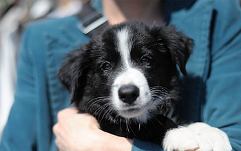 Animals, Muzzle, Hands, Bw, Chb, Puppy, Care HD wallpaper
