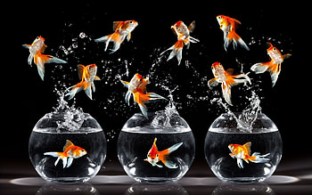 Animals, Fishes HD wallpaper