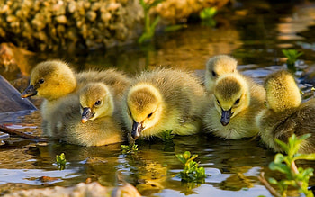 Birds, Animals, Rivers, Ducks, To Swim, Swim HD wallpaper