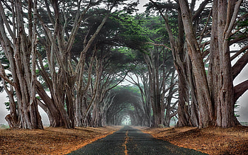 Cypress Tree, Cypress tree road HD wallpaper
