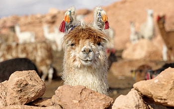 Hilarious llama moments, Whimsical llama artwork, Funny llama backgrounds, Silly llama HD wallpaper