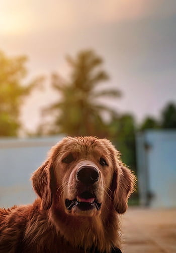 Charming golden retriever portrait outdoors at sunset. Perfect pet ry! HD phone wallpaper