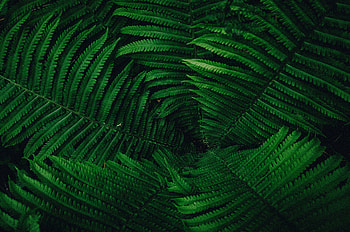 Nature, Leaves, Plant HD wallpaper