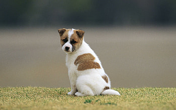 Norrbottenspets, Puppies HD wallpaper