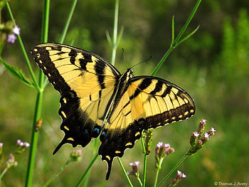 Summer light, sunshine, black, wild, beauty, summer, butterflies, life, animals, green, yellow, flowers, sun, forever HD wallpaper
