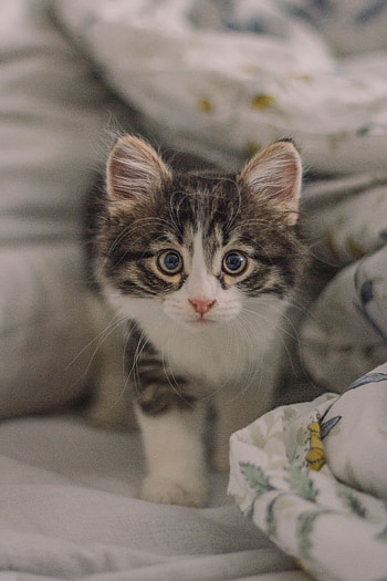 Animals, Cat, Kitty, Kitten, Pet, Sight, Opinion, Nice, Sweetheart HD phone wallpaper
